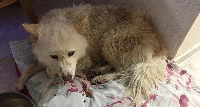 כלבתה של מור חבידה. חזרה בטראומה מההסגר (צילום: פייסבוק)